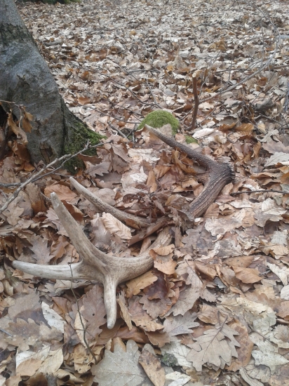 potešil aj minuloročný