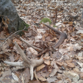 potešil aj minuloročný