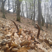 včera
