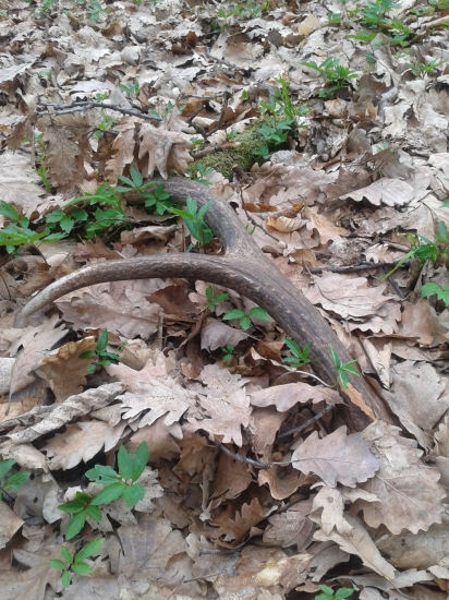 zafúkaný v  lísti