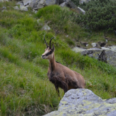 Kamzík pri chodníku
