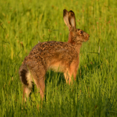 rozcvička pred štartom