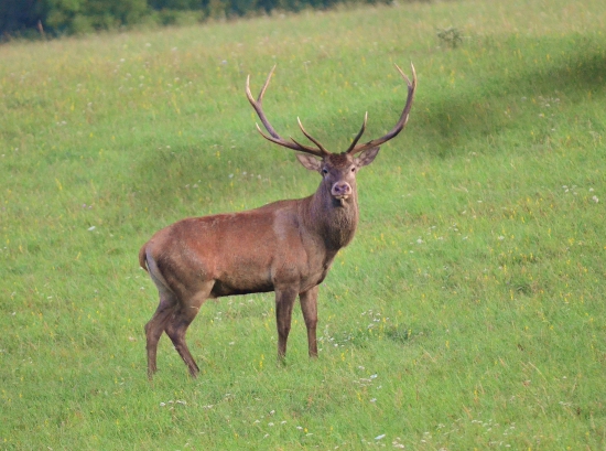 jelienčok