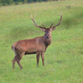 jelienčok