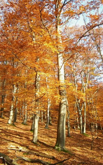 Jeseň