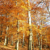 Jeseň