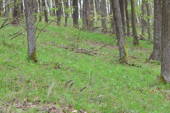 prekvapenie v tráve