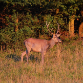 bočný jeleň