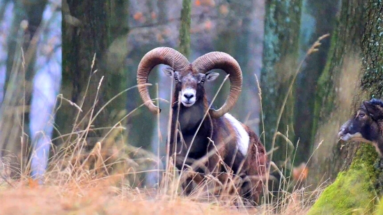 Baran