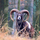 Baran