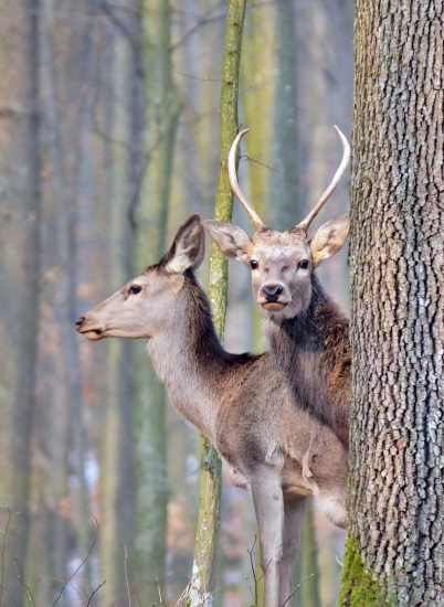 vysoká