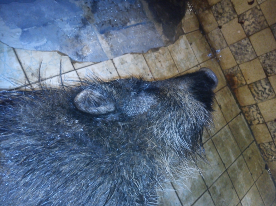 Diviača zo zakrpatenými ušnicami cca 2 cm vysoké...