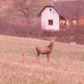 Ihličiak