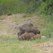 Diviačica a prasiatká