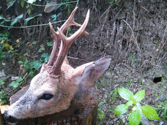 Kamarátov srnec z videa ID : 7311