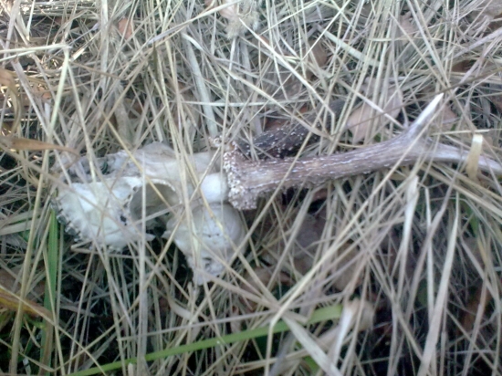 Vydliak-spiatočník