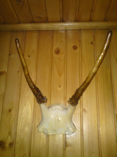 Špicer