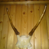 Špicer