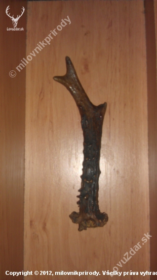 zhodik