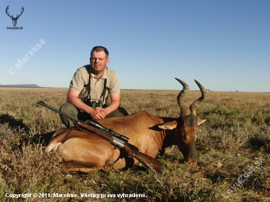 Hartebeest