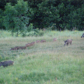 Diviačiky na vychádzke