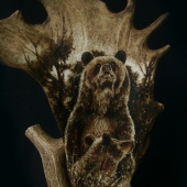 Medvedica