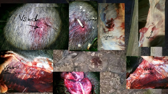 prebíjaný  nosler partition 243w