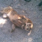 proste fofo
