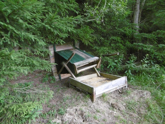 prekvapenie od medveda