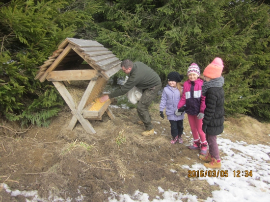 prikrmovanie kukuricov