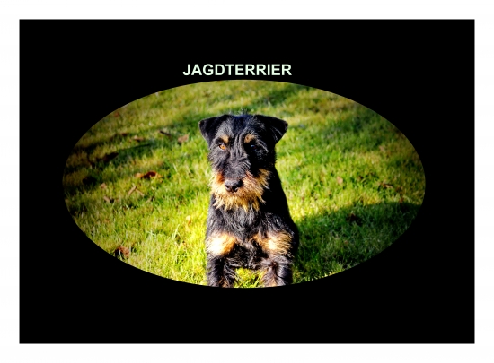 Jagdterrier