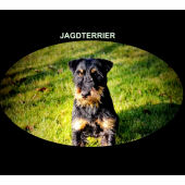 Jagdterrier