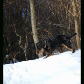 Jagdterrier