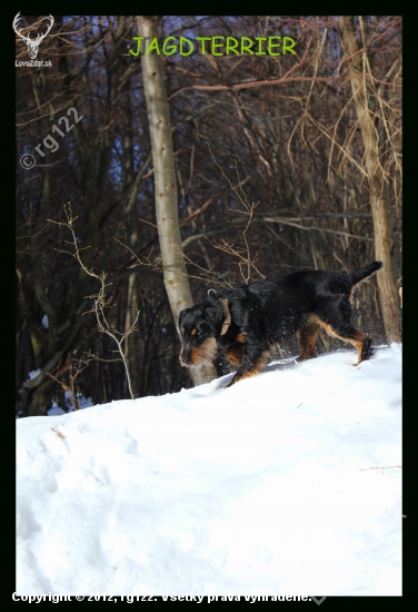 Jagdterrier