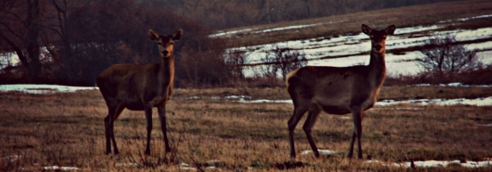 Jelenice