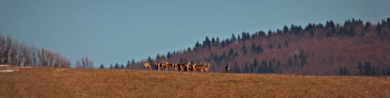 Jelenice