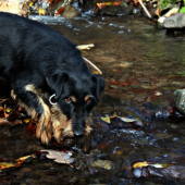 Jagdterrier