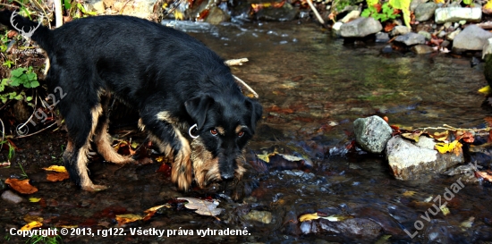 Jagdterrier