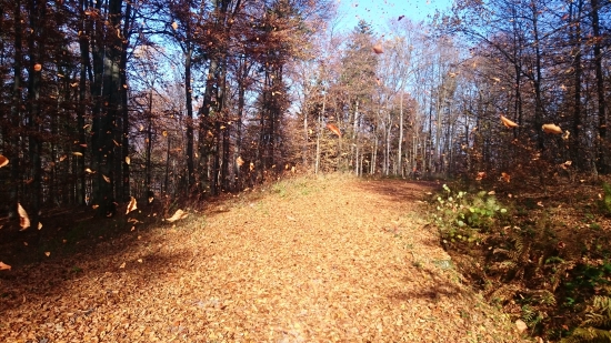 jeseň