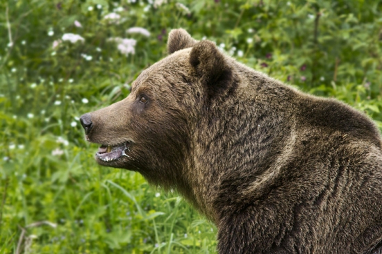 ked medved penííí .. za medvedicou