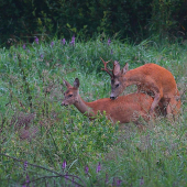 pokladal aj v daždi