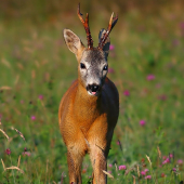 ..vyplazil mi jazyk...