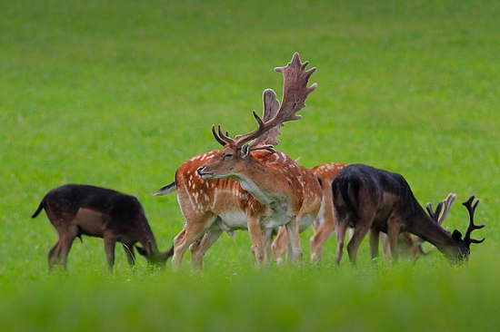 daniel v obklopeni tmavšími......