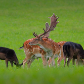 daniel v obklopeni tmavšími......