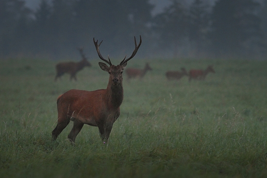 Skoro ako v obore.......