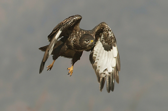Myšiak lesný - letovka