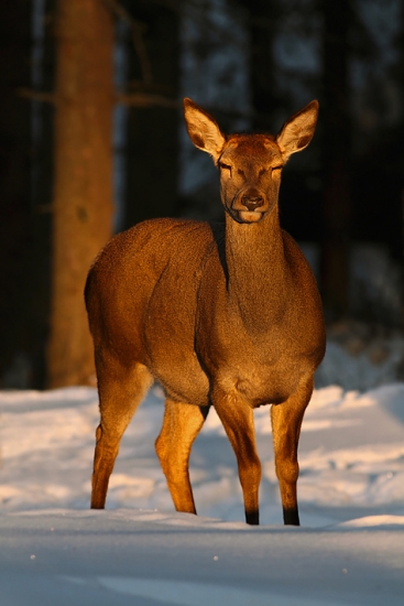 Driemajúca jelenička