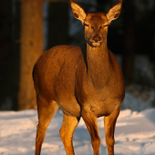 Driemajúca jelenička