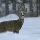 ach tá zima........