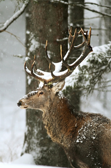 zasnežený král....